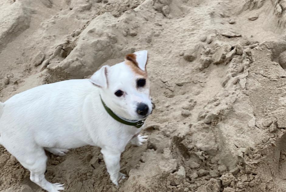 Vermisstmeldung Hund  Weiblich , 16 jahre San Roque Spanien