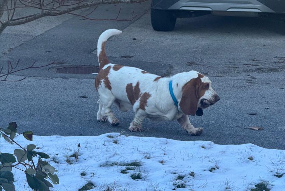 Vermisstmeldung Hund  Männliche , 4 jahre Savigny Schweiz