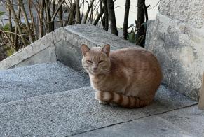 Fundmeldung Katze Männliche Delémont Schweiz