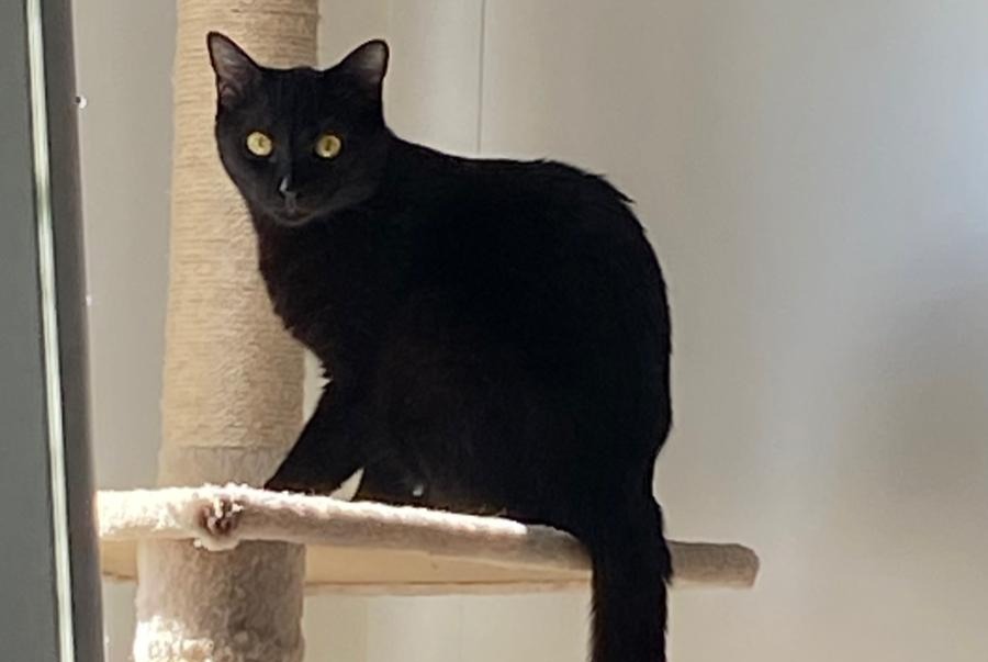 Vermisstmeldung Katze Weiblich , 2 jahre Cheseaux-sur-Lausanne Schweiz