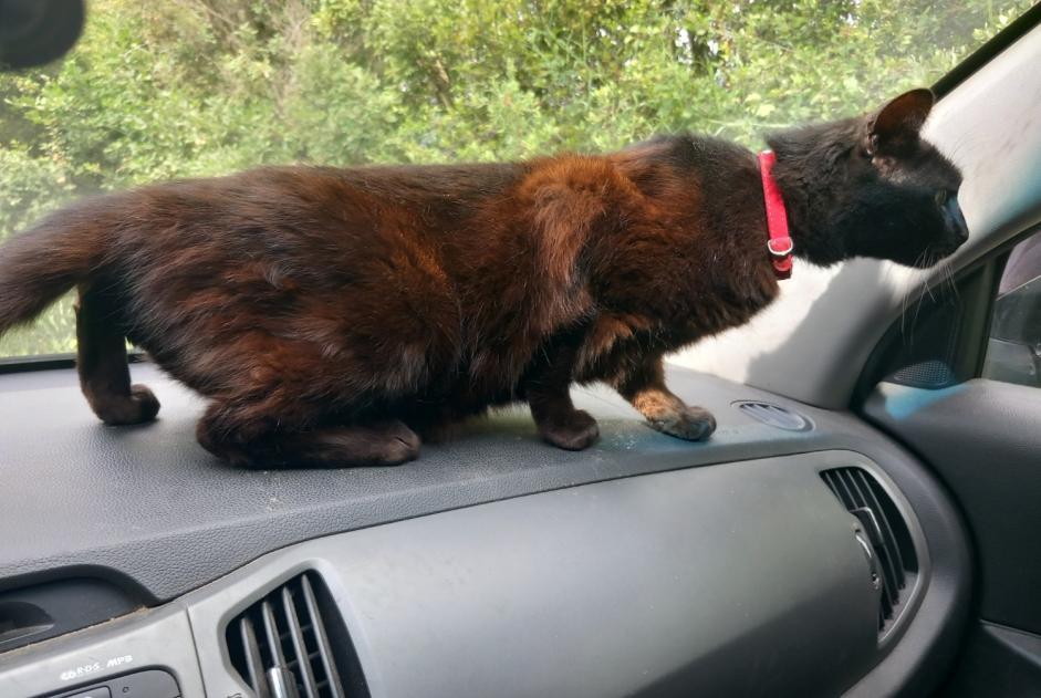 Vermisstmeldung Katze Weiblich , 12 jahre San-Nicolao Frankreich