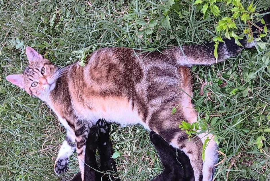 Vermisstmeldung Katze  Männliche , 2 jahre Crest Frankreich