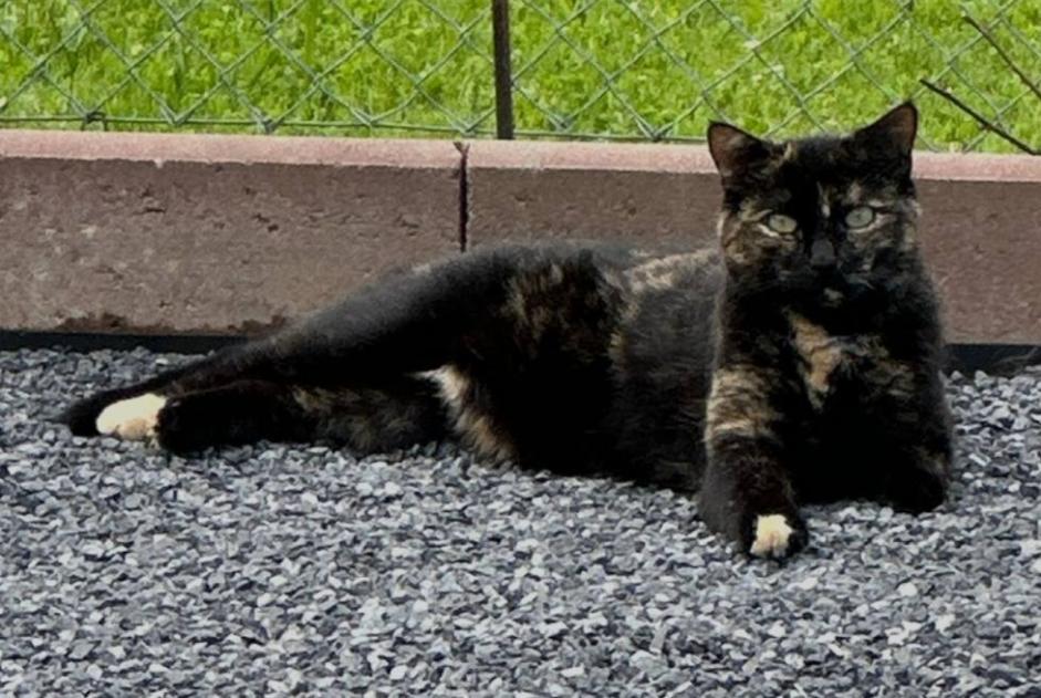 Vermisstmeldung Katze Weiblich , 60 jahre Châtel-Saint-Denis Schweiz