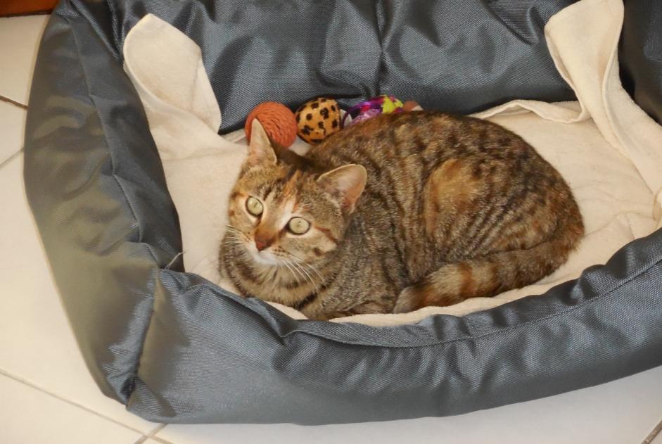 Vermisstmeldung Katze  Weiblich , 8 jahre Faches-Thumesnil Frankreich