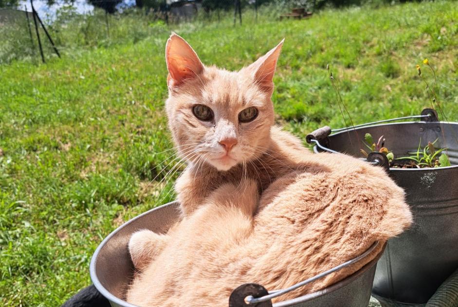 Vermisstmeldung Katze Männliche , 17 jahre Saint-Priest Frankreich