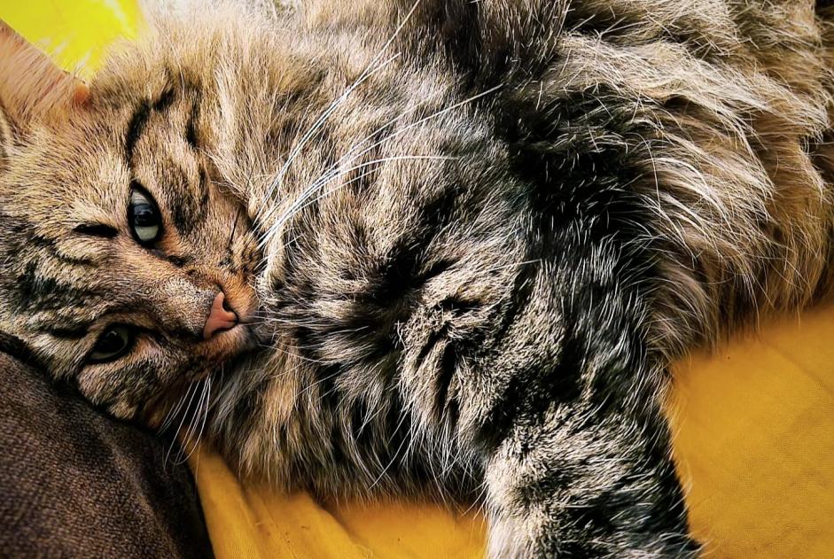 Vermisstmeldung Katze rassenmischung Männliche , 2 jahre Ajaccio Frankreich