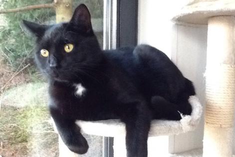 Disappearance alert Cat européen  Male , 10 years Wavre Belgium