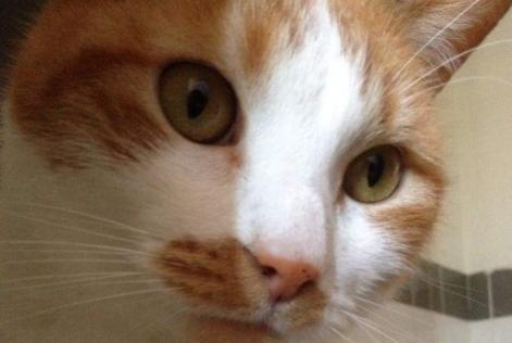 Disappearance alert Cat  Male , 16 years Fleury-Mérogis France