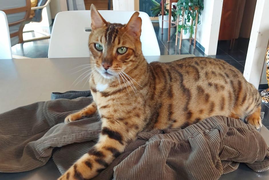 Disappearance alert Cat  Male , 8 years Jurbise Belgium