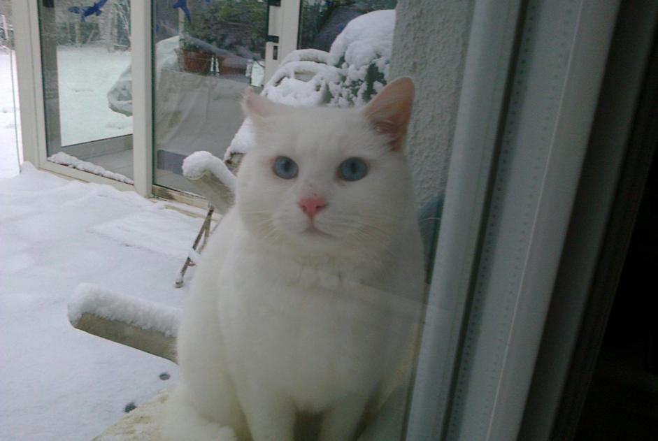 Disappearance alert Cat  Male , 14 years Tracy-le-Val France