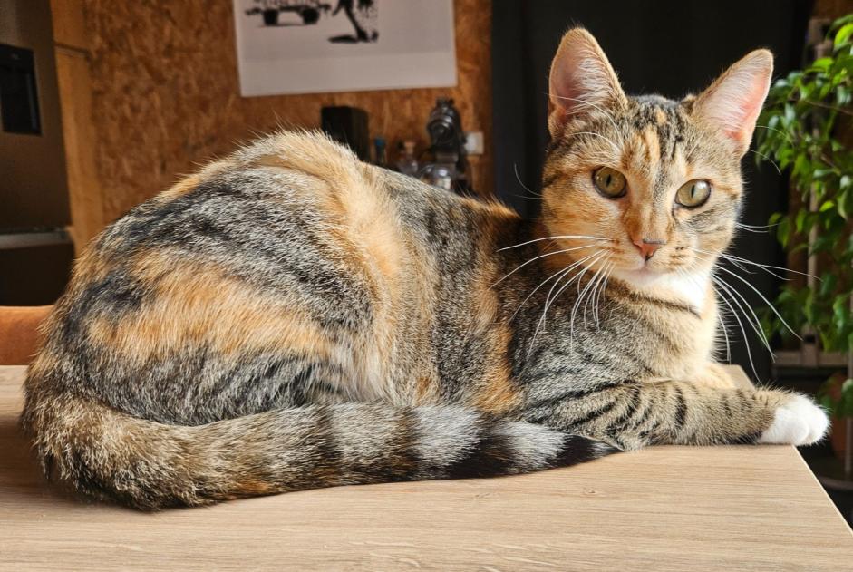 Disappearance alert Cat miscegenation Female , 2 years Le Pecq France