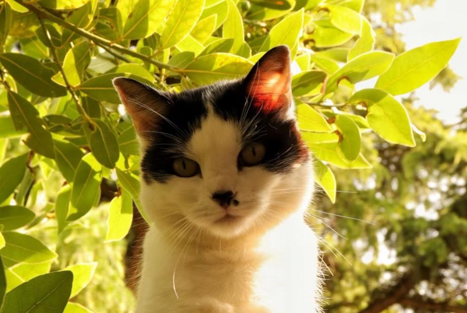 Disappearance alert Cat Female , 9 years Orléans France