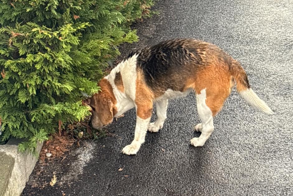 Discovery alert Dog  Male Lyon France