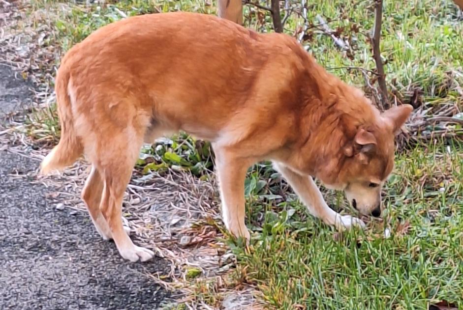 Discovery alert Dog Male Hauterive Switzerland