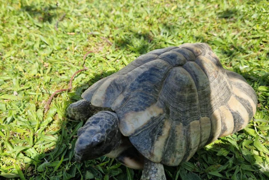 Disappearance alert Tortoise Female , 2025 years Corseaux Switzerland