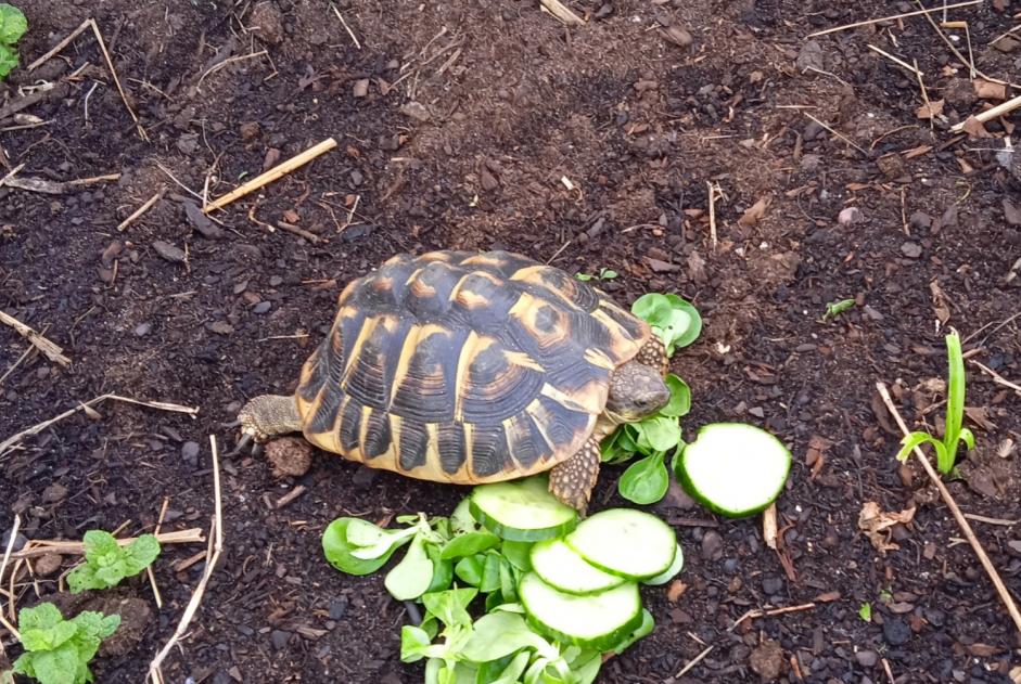 Disappearance alert Tortoise Female Ascain France