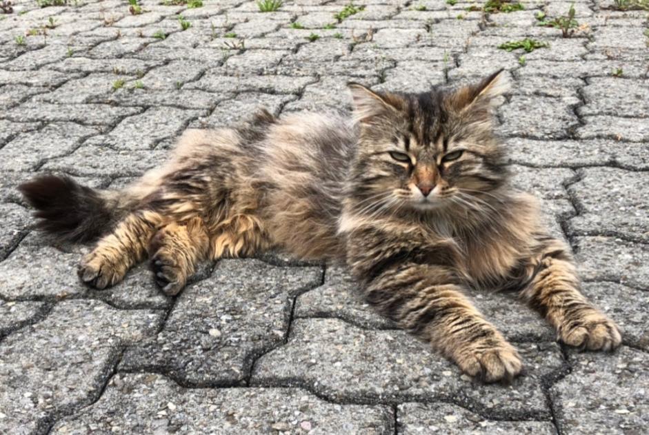 Alerta de Desaparición Gato cruce Macho , 9 años Versoix Suiza