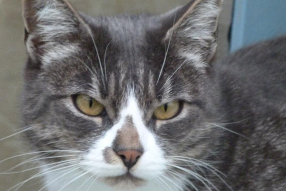 Alerta de Desaparición Gato Macho , 11 años Brem-sur-Mer Francia