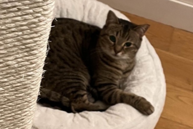 Alerta de Desaparición Gato Hembra , 9 años Neuilly-sur-Seine Francia