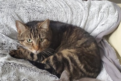 Alerta de Desaparición Gato Macho , 8 años Toulouse Francia