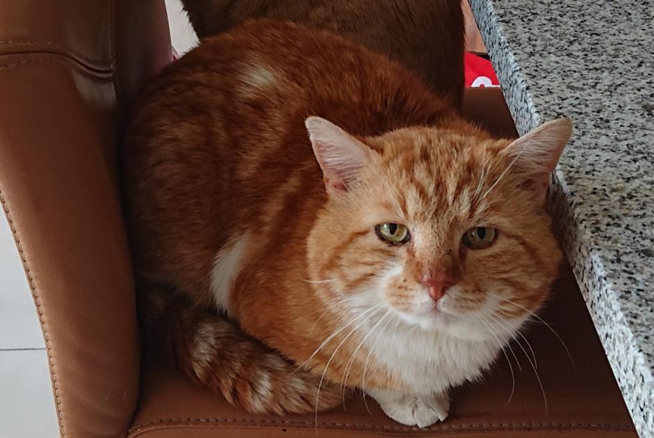 Alerta de Desaparición Gato Macho , 11 años Cheseaux-sur-Lausanne Suiza