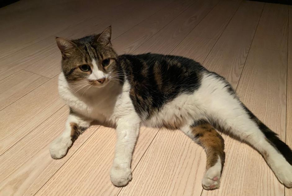 Alerta de Desaparición Gato  Macho , 10 años Genève Suiza