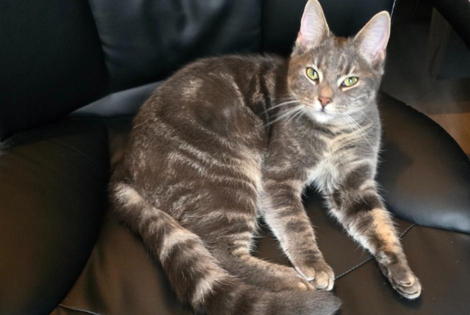 Alerta de Desaparición Gato cruce Macho , 2 años Hoogeveen Países Bajos