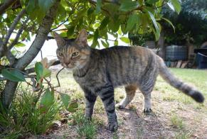 Alerta de Desaparición Gato  Hembra , 17 años Lagnieu Francia