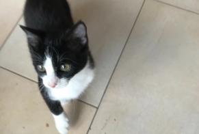 Alerta de Desaparición Gato Hembra , 1 años Ans Bélgica