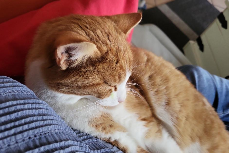 Alerta de Desaparición Gato  Macho , 2 años Senarclens Suiza