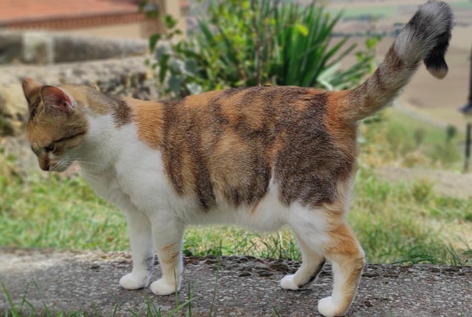 Alerta de Desaparición Gato  Hembra , 4 años Nonette-Orsonnette Francia