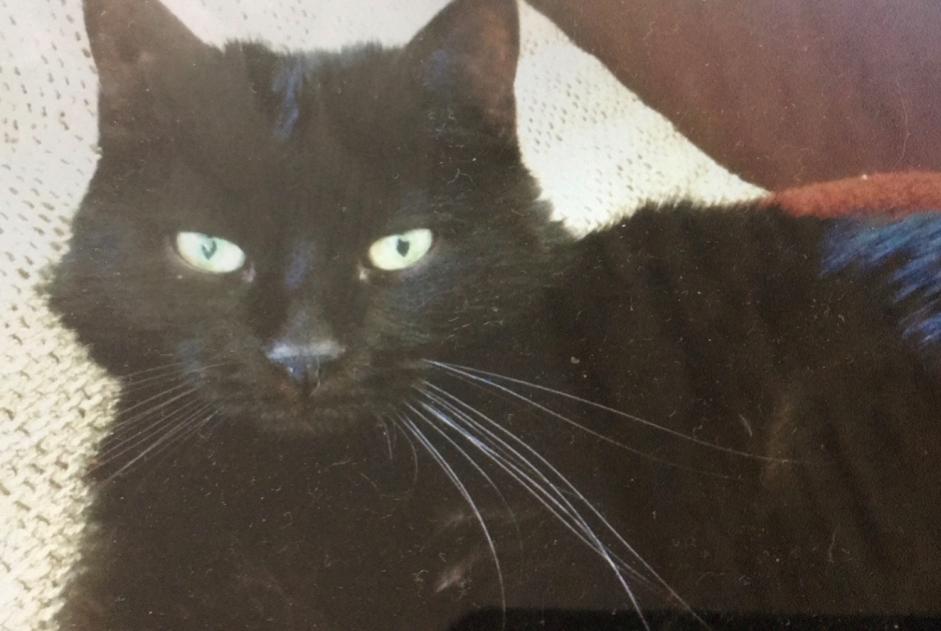 Alerta de Desaparición Gato Hembra , 16 años Territet Suiza