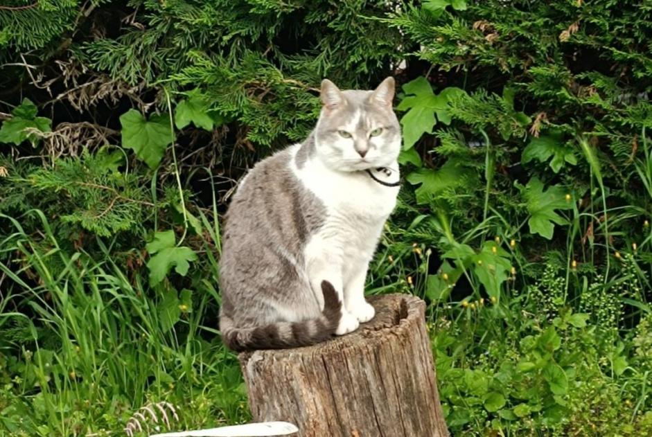 Alerta de Desaparición Gato  Hembra , 7 años Lempdes Francia