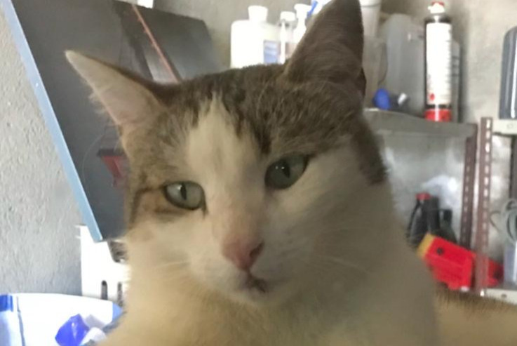 Alerta de Desaparición Gato Macho , 5 años Corminboeuf Suiza