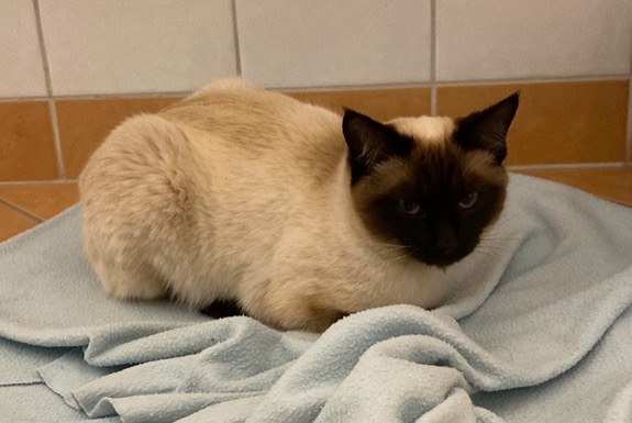 Alerta de Desaparición Gato  Hembra , 5 años Le Mont-sur-Lausanne Suiza