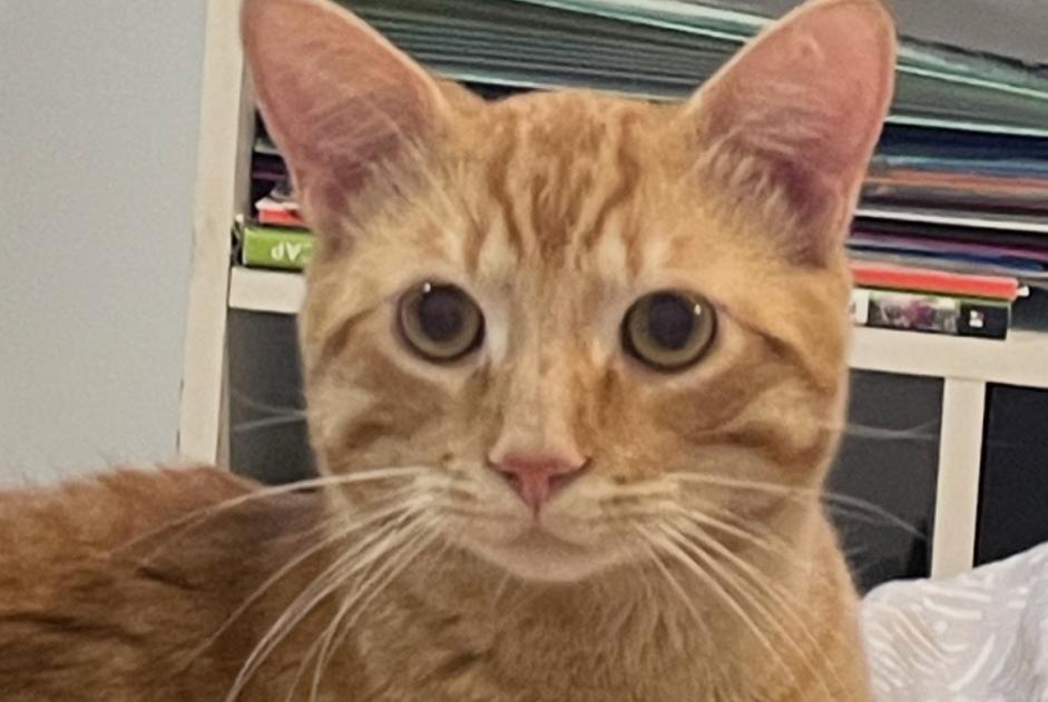 Alerta de Desaparición Gato cruce Macho , 1 años Villeneuve-la-Comtesse Francia