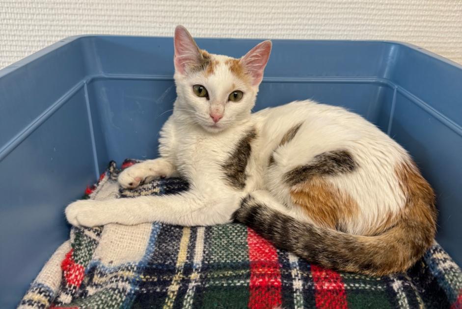 Alerta de Hallazgo Gato cruce Hembra , Entre 4 y 6 meses Epalinges Suiza