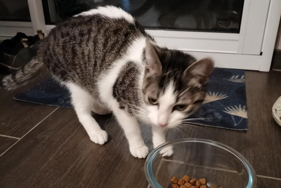 Alerta de Hallazgo Gato Hembra Saint-Sébastien-sur-Loire Francia