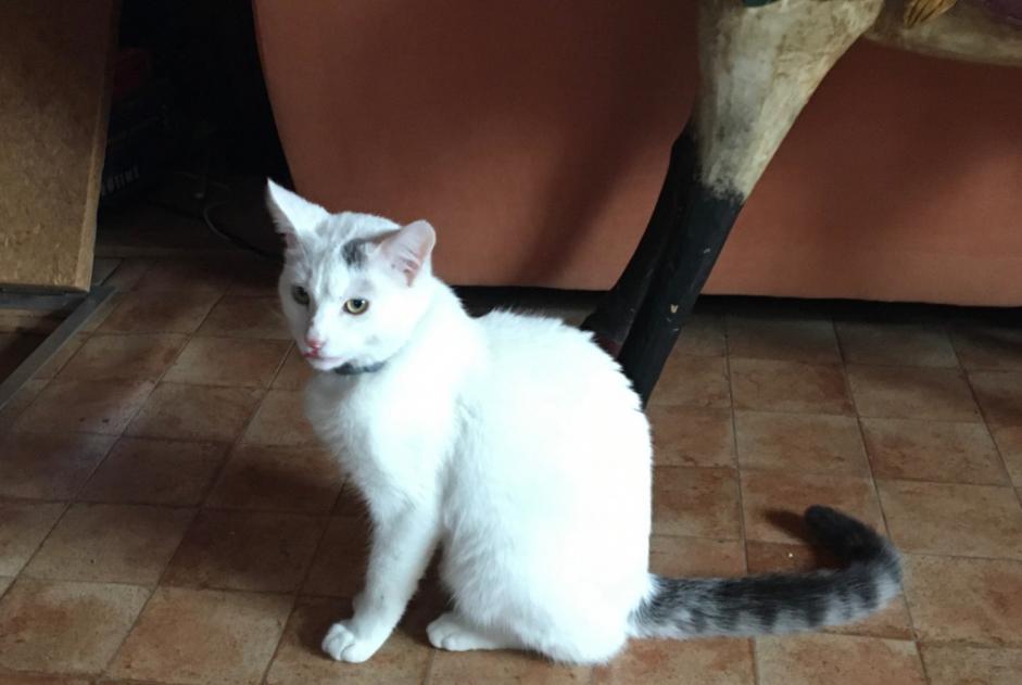 Alerta de Hallazgo Gato Macho Fournet-Blancheroche Francia