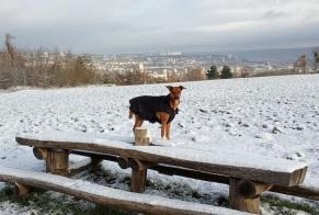 Alerta de Desaparición Perro cruce Hembra , 2 años Houdemont Francia