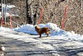 Alerta de Hallazgo Perro Desconocido Arbaz Suiza