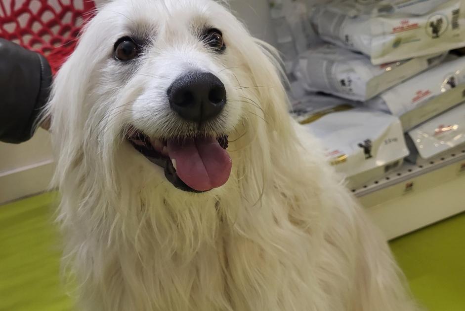 Alerta de Hallazgo Perro Hembra Les Sables-d'Olonne Francia