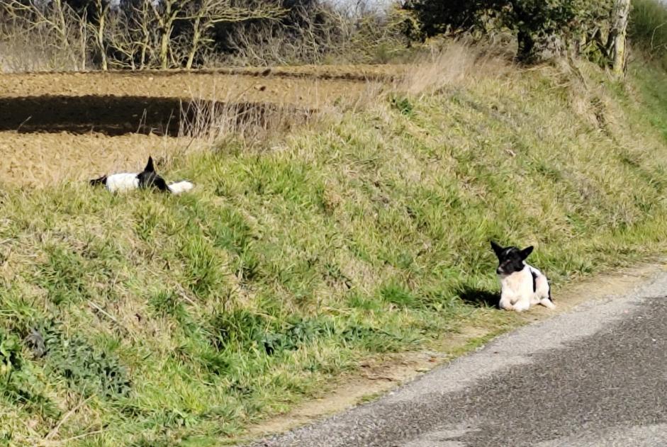 Alerta de Hallazgo Perro cruce Macho , 3 años Villasavary Francia