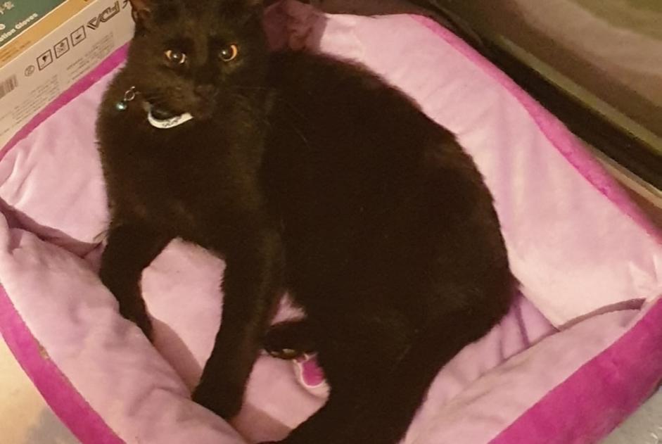 Alerte Disparition Chat  Mâle , 6 ans Villars-Epeney Suisse