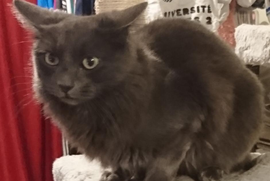 Alerte Disparition Chat  Femelle , 5 ans Montgermont France