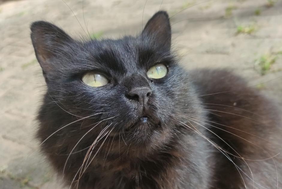 Alerte Disparition Chat Femelle , 11 ans Crolles France