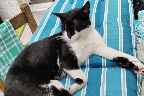 Alerte Disparition Chat  Mâle , 4 ans Morestel France