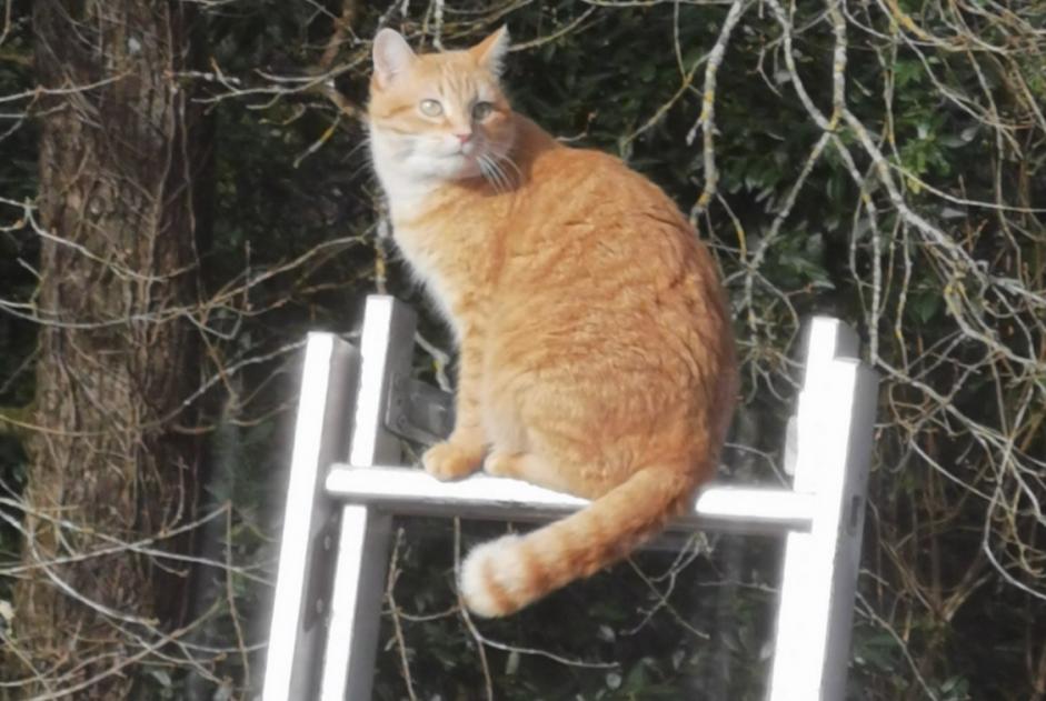 Alerte Disparition Chat Femelle , 9 ans Bayas France