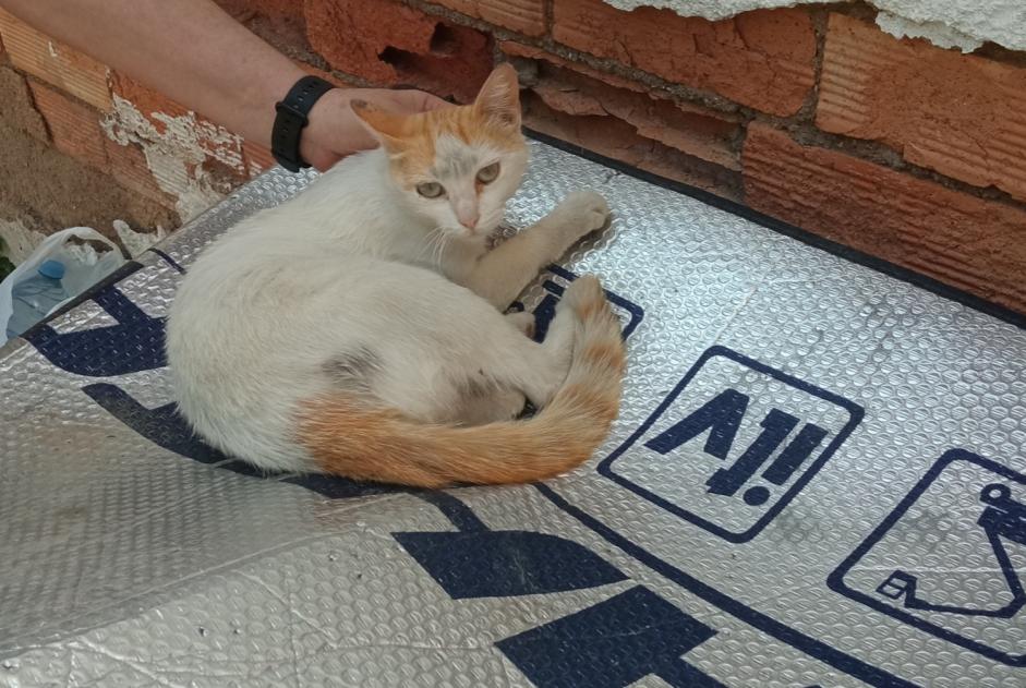 Alerte Disparition Chat Femelle , 4 ans Murcia Espagne