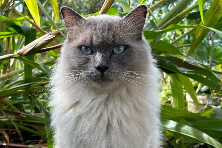 Alerte Disparition Chat  Mâle , 3 ans Luxembourg Luxembourg